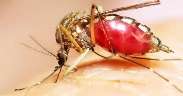 El cambio climático acelera la expansión del dengue