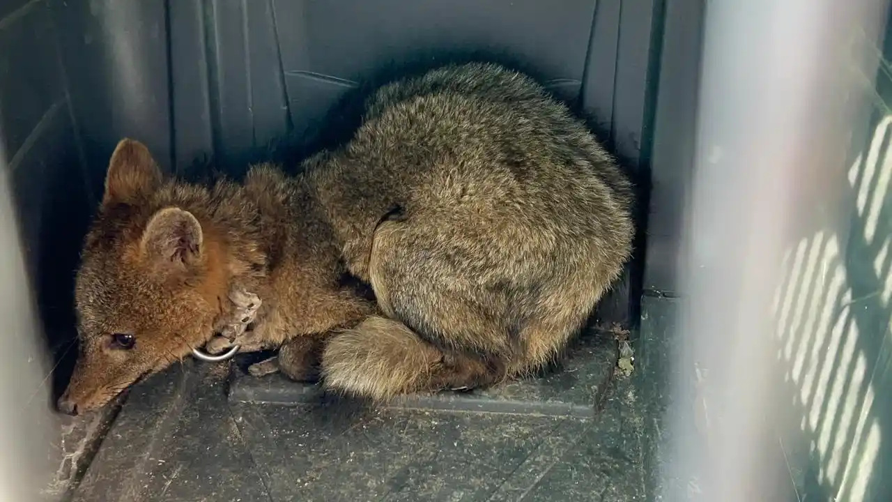 zorrito rescatado sna pedro