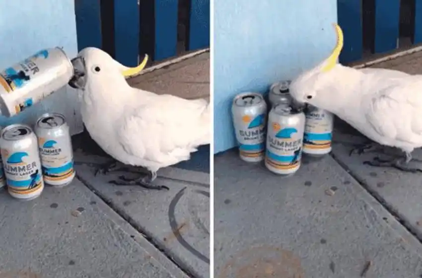 Video: la cacatúa australiana que «toma cerveza» revoluciona las redes