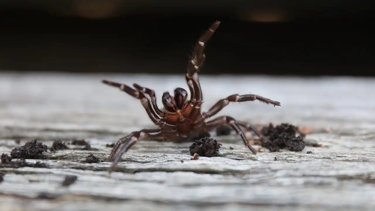 Australia: ahora es invadida por arañas venenosas