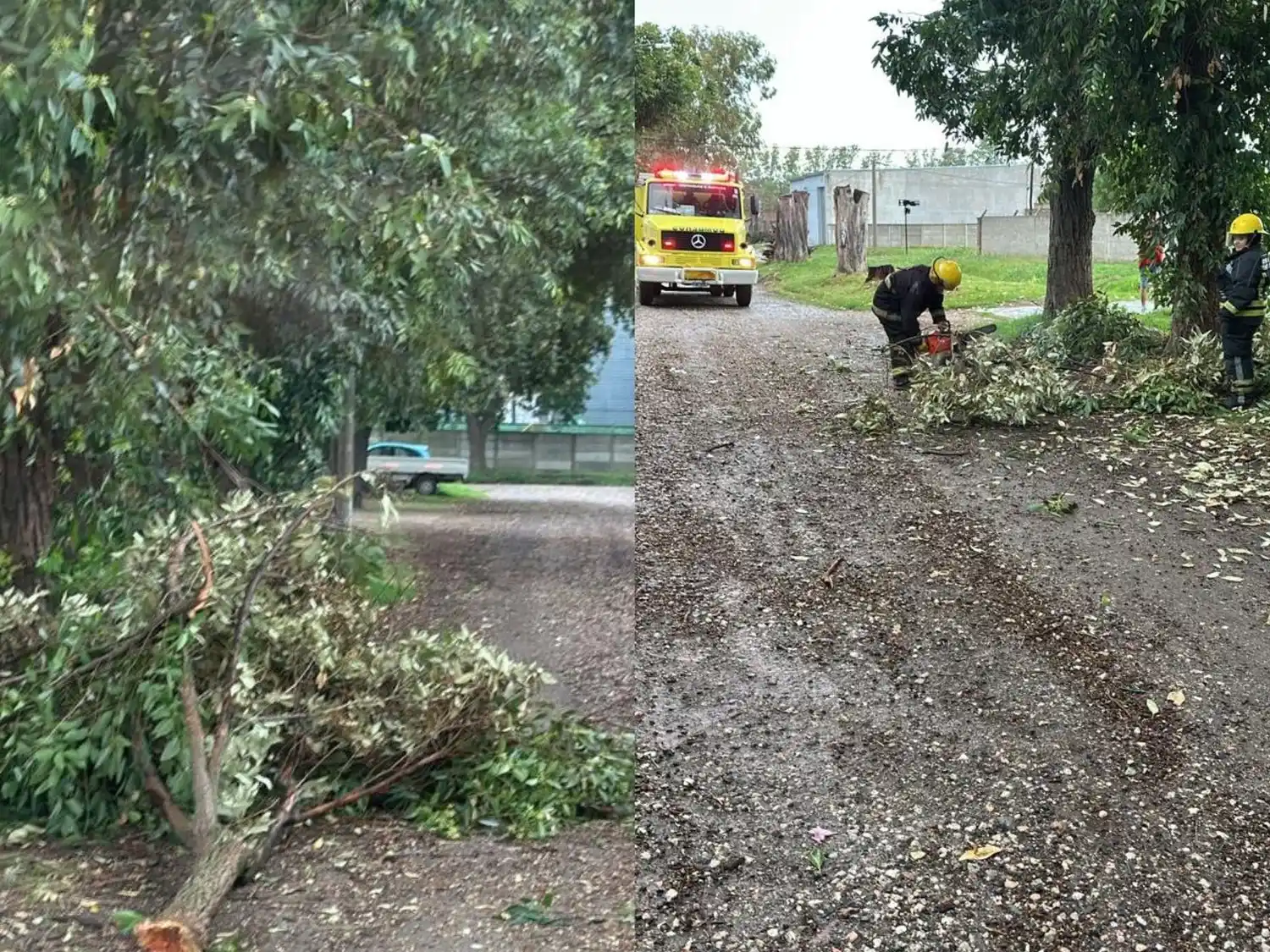 Vistas del gajo caído y de los bomberos despejando la calle. Foto: BVVT