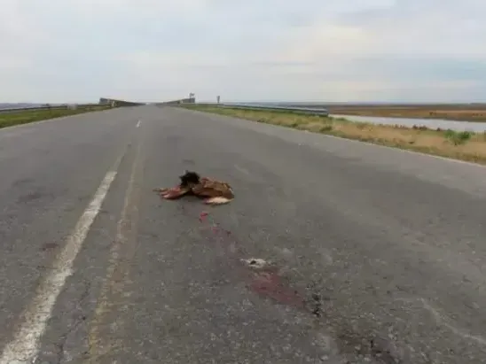 Precoupación por animales muertos en la ruta