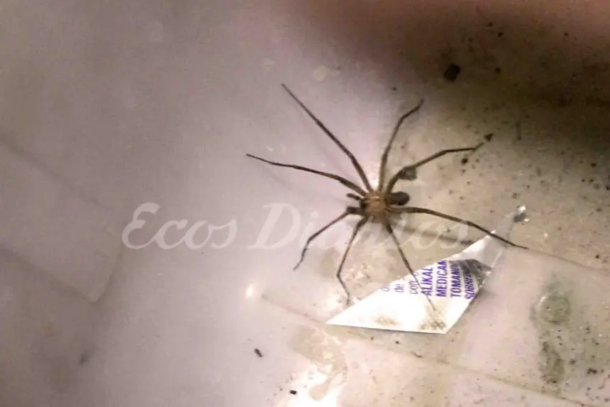 Arañas de rincón: una especie peligrosa que se observa en la zona