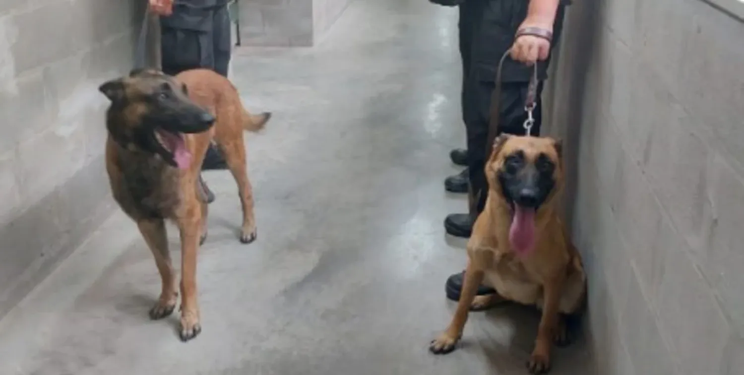 Estos perros participan en diferentes operativos de preventivos y de seguridad y en acciones tales como ataque, búsqueda de sustancias prohibidas y alternativas de seguridad.