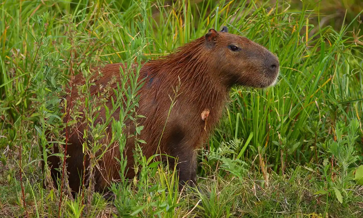Alerta carpinchos: el Gobierno quiere trasladarlos a un “santuario” en el Delta