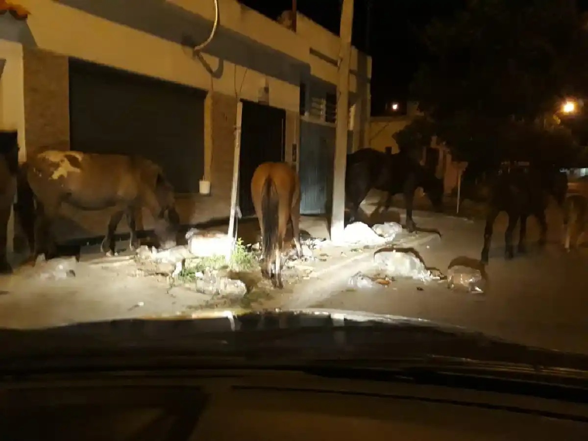 Caballos sueltos en la calle: buscan soluciones, entre ellas un lugar para su resguardo 