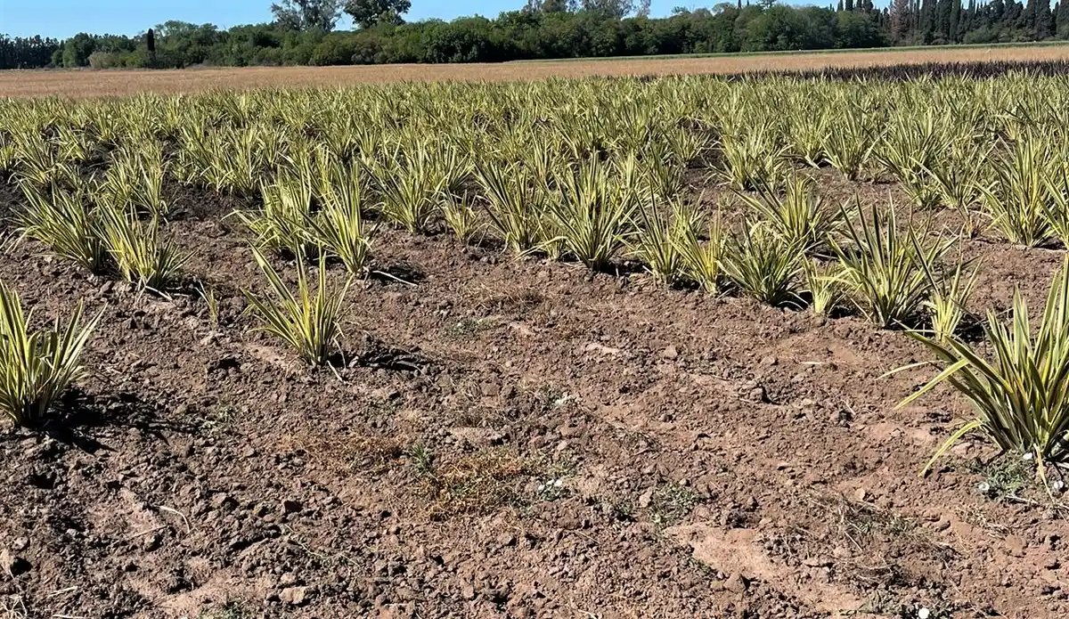 Robaron alrededor de 400 plantas de un vivero: llegaron en camioneta y eligieron lo que se iban a llevar
