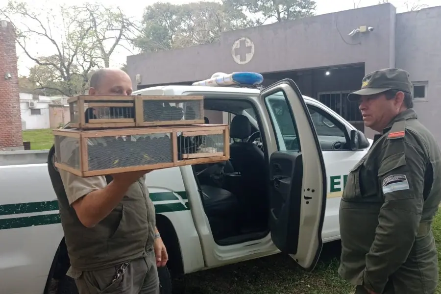 Detectan 50 aves transportadas ilegalmente en un camión