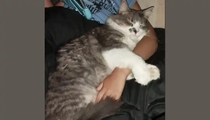 Mascotas: buscan a Dubai