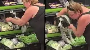 La grabación del rescate, protagonizado por una mujer, se volvió viral y abrió un animado debate sobre la presencia de animales en los espacios de alimentos