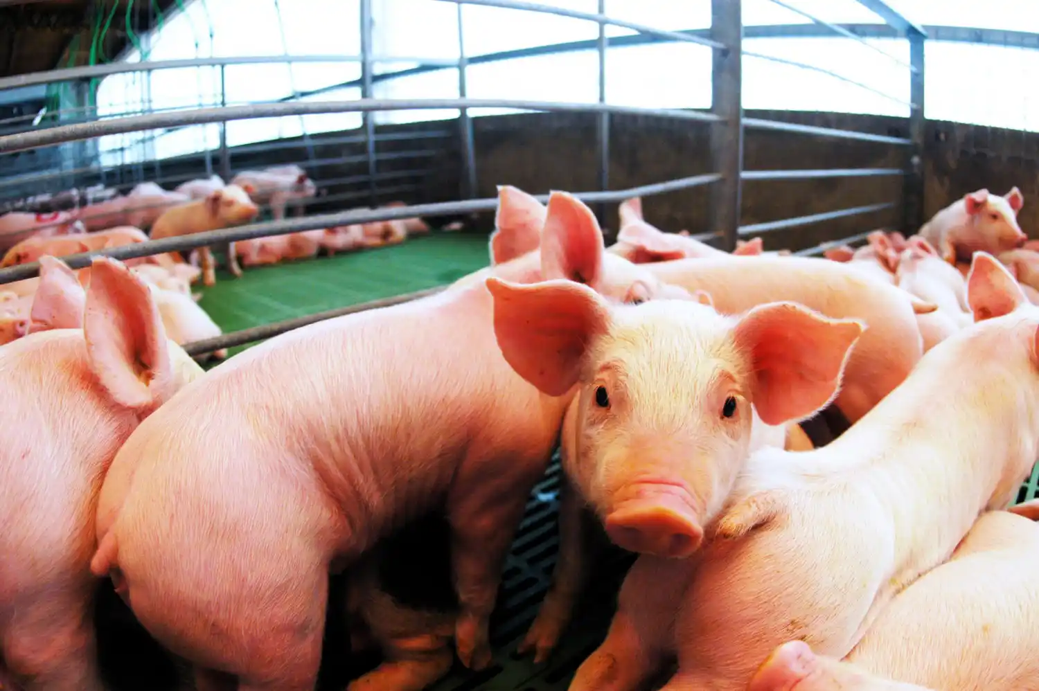 Las importaciones de cerdo se dispararon un 447% en dos meses