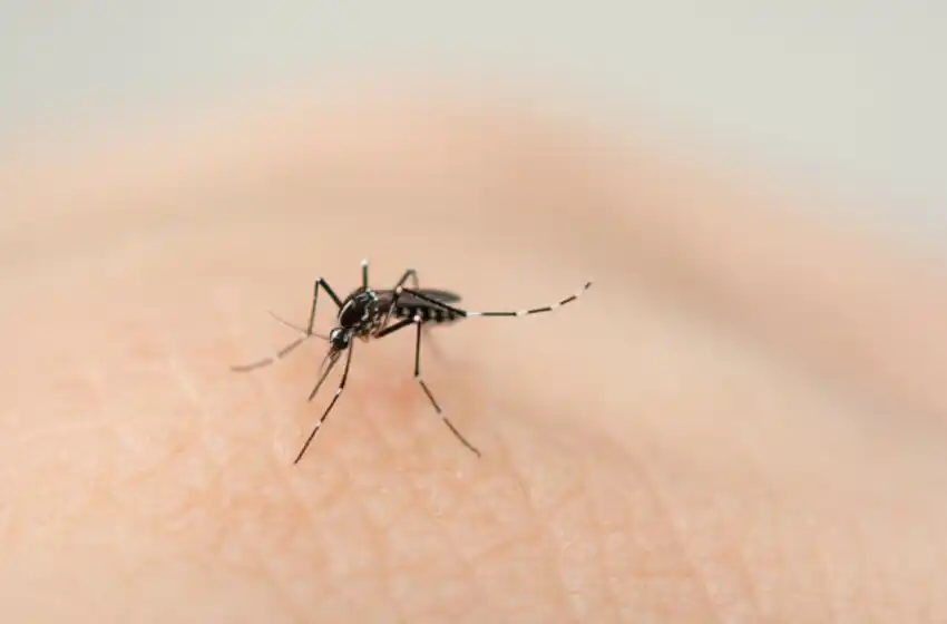 El Municipio pide la "colaboración de la gente para evitar la proliferación de mosquitos"