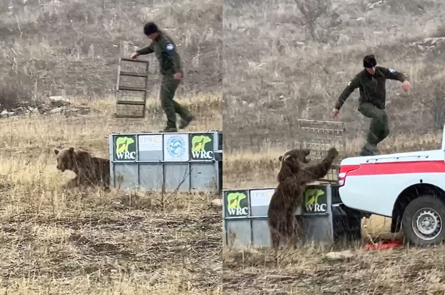 Un oso ataca a un guardabosque