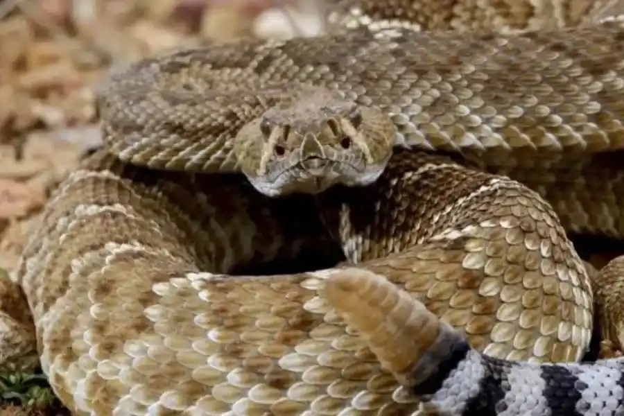 Advierten que cada vez hay más probabilidades de ser mordido por una víbora