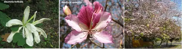 Pezuñas de vaca: hay bahunias y bahunias...