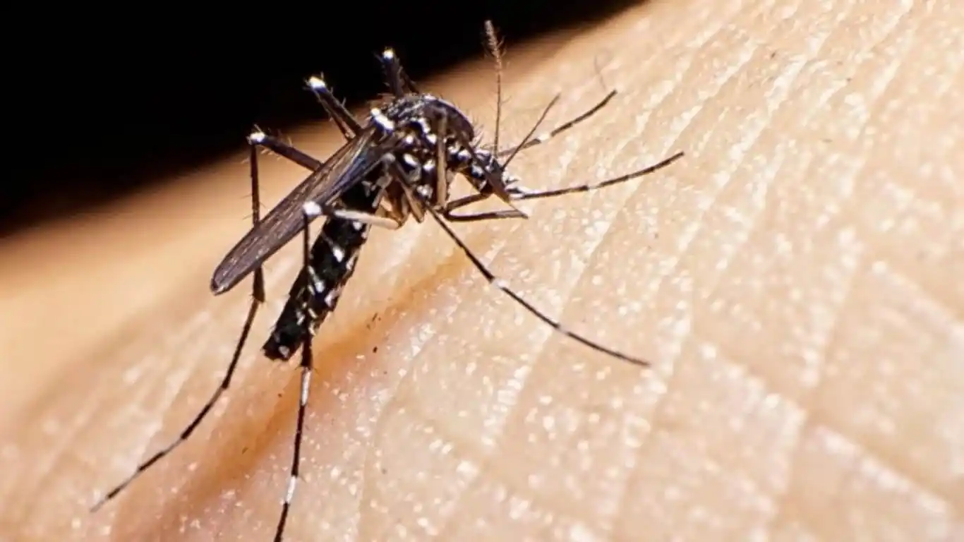 Más de tres mil casos de dengue en la Provincia de Buenos Aires, el peor brote de su historia