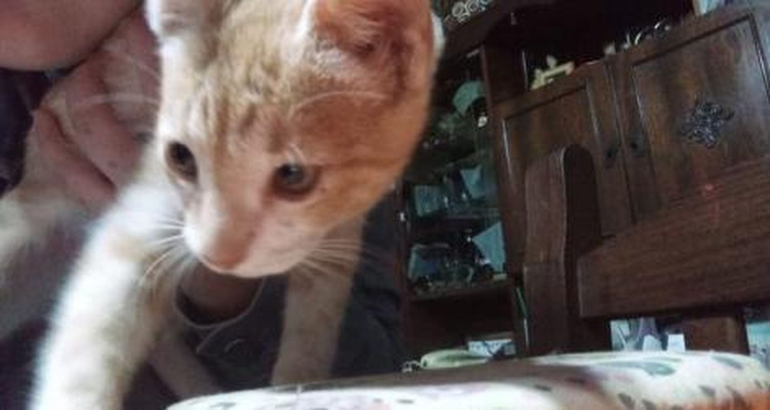 Facundo busca al gatito de su hija