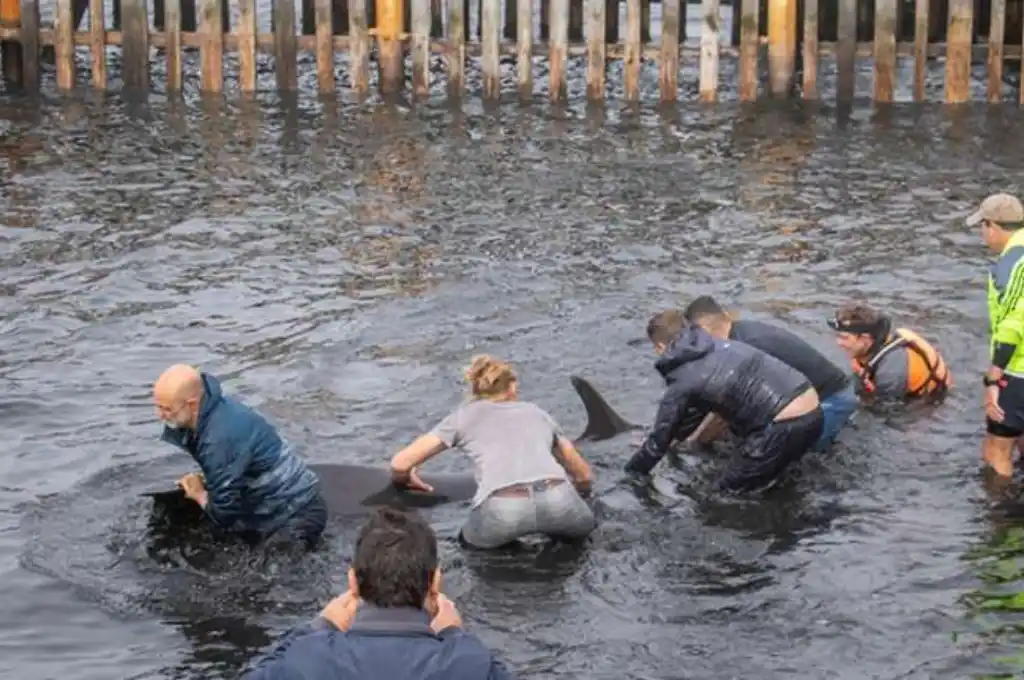 Ushuaia: vecinos salvaron a más de 20 delfines que quedaron varados en la costa