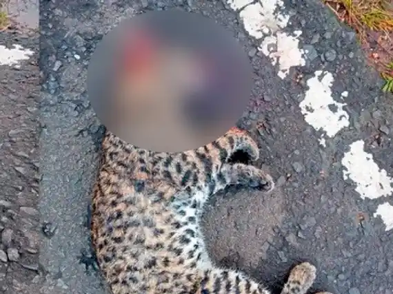 Hallan un gato montés atropellado en la Ruta 51