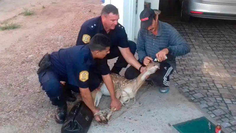 Trasladaron a una reserva a un ciervo encontado en las calles de Federación
