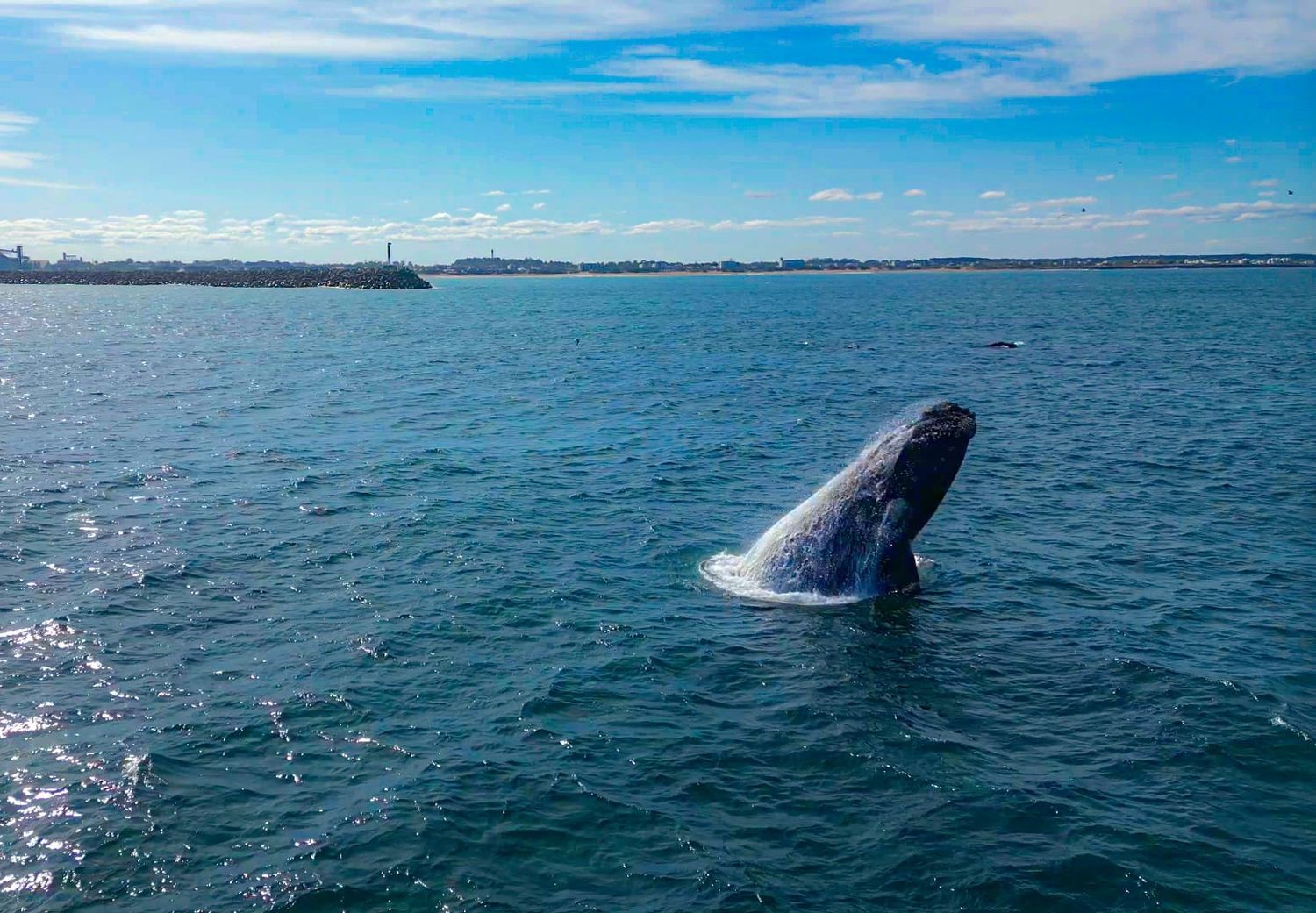 Ballenas Necochea