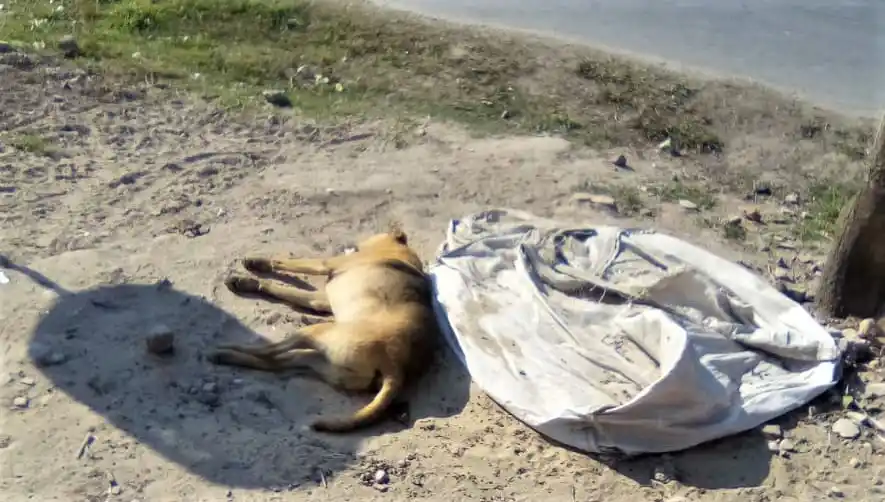 Perros envenenados: radicaron una denuncia en la Comisaría