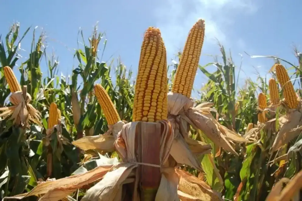 Entre Ríos sembrará más maíz y menos girasol en la campaña 2026/27