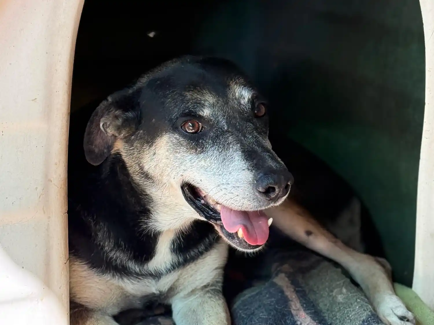 La protectora “Mario Gemelli” realizará su cuarta jornada de adopción en la ciudad.