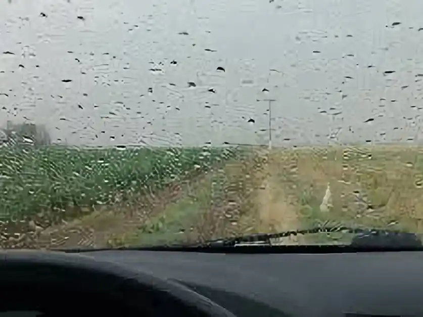 Las lluvias trajeron un poco de alivio al sector agropecuario