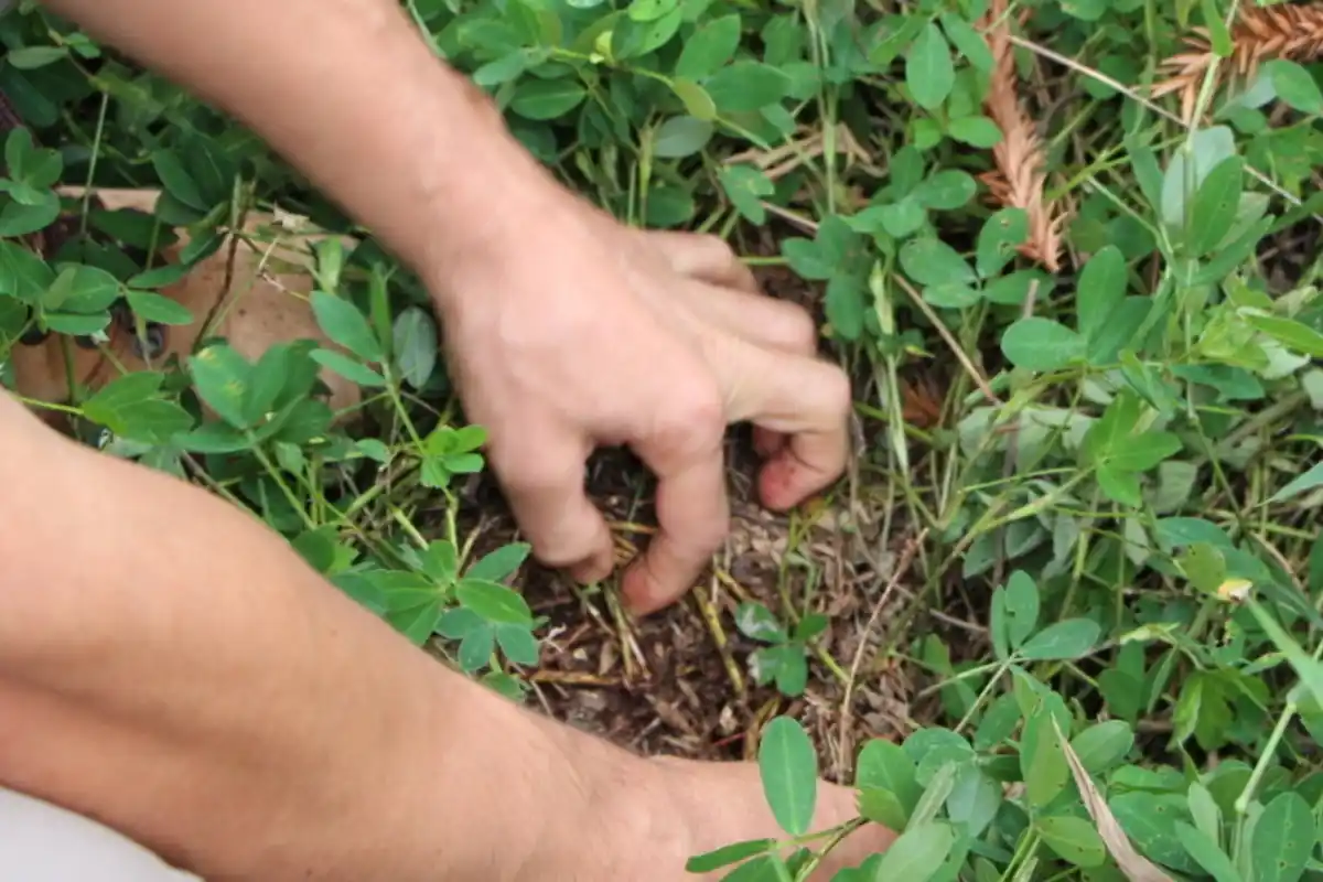 Plantaciones de maní