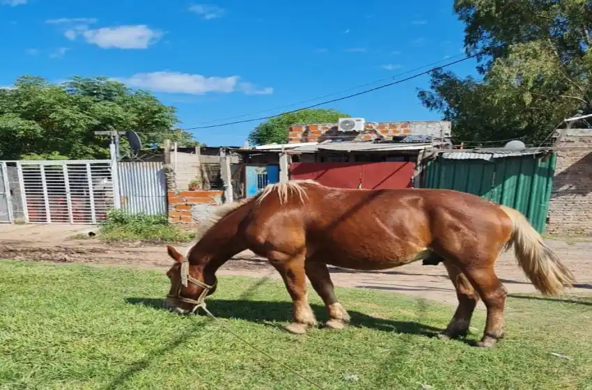 Rescataron a un caballo en el patio de una casa que había sido utilizado en un asesinato