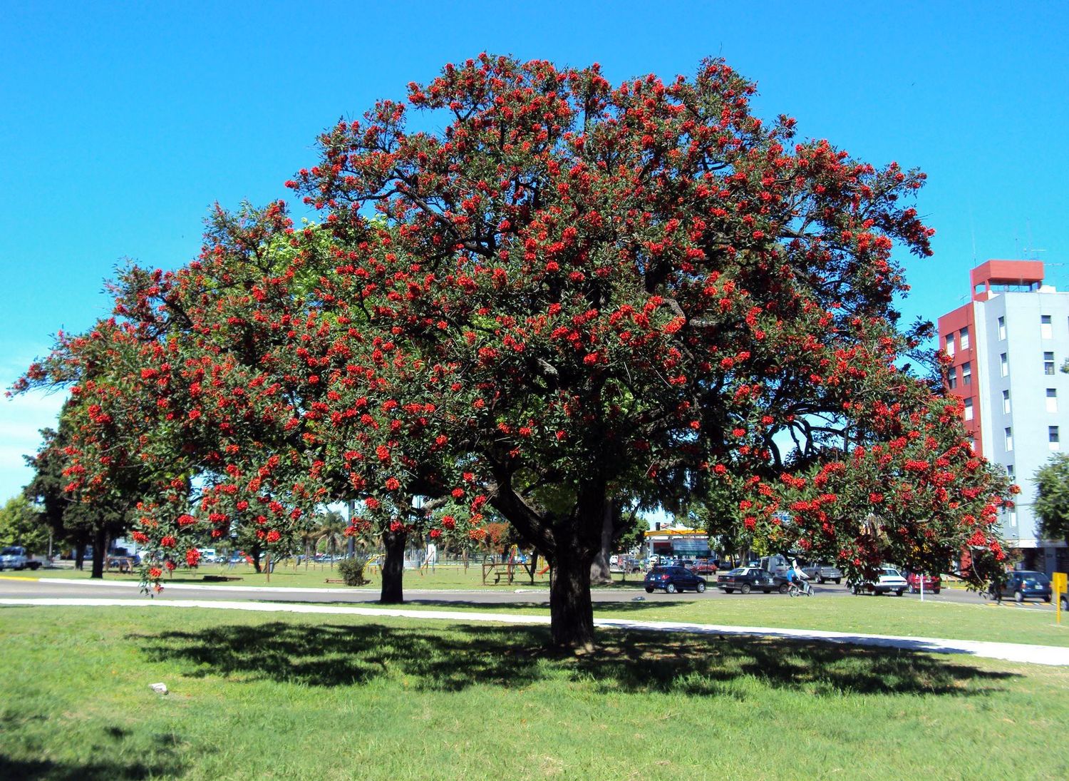 El valor ecológico y el significado mítico del árbol 