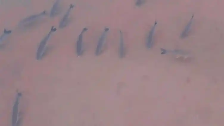 Bajante del Paraná: el video de un cardumen que se desplaza por el río