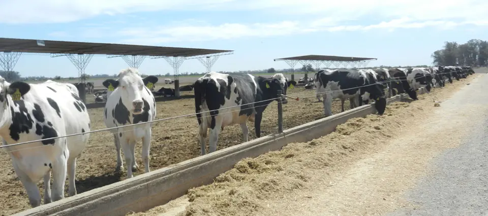 Trenque Lauquen: Rechazan el cobro de un impuesto a los tambos por el uso de caminos rurales