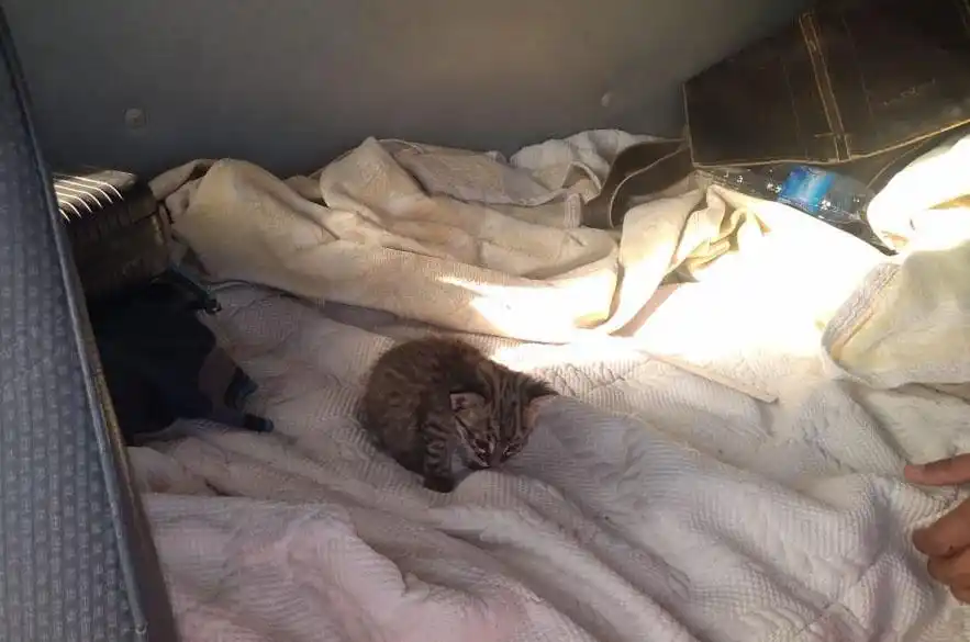 Rescataron un ejemplar de gato montés que era transportado ilegalmente