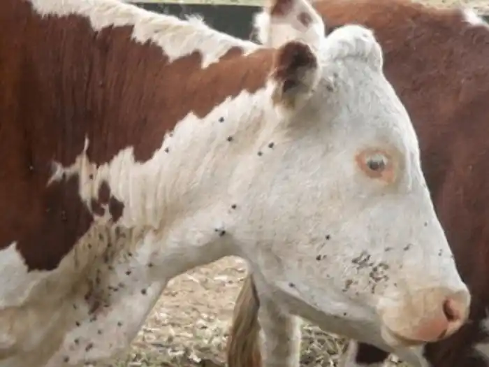 La garrapata pone en jaque a la ganadería entrerriana con pérdidas millonarias