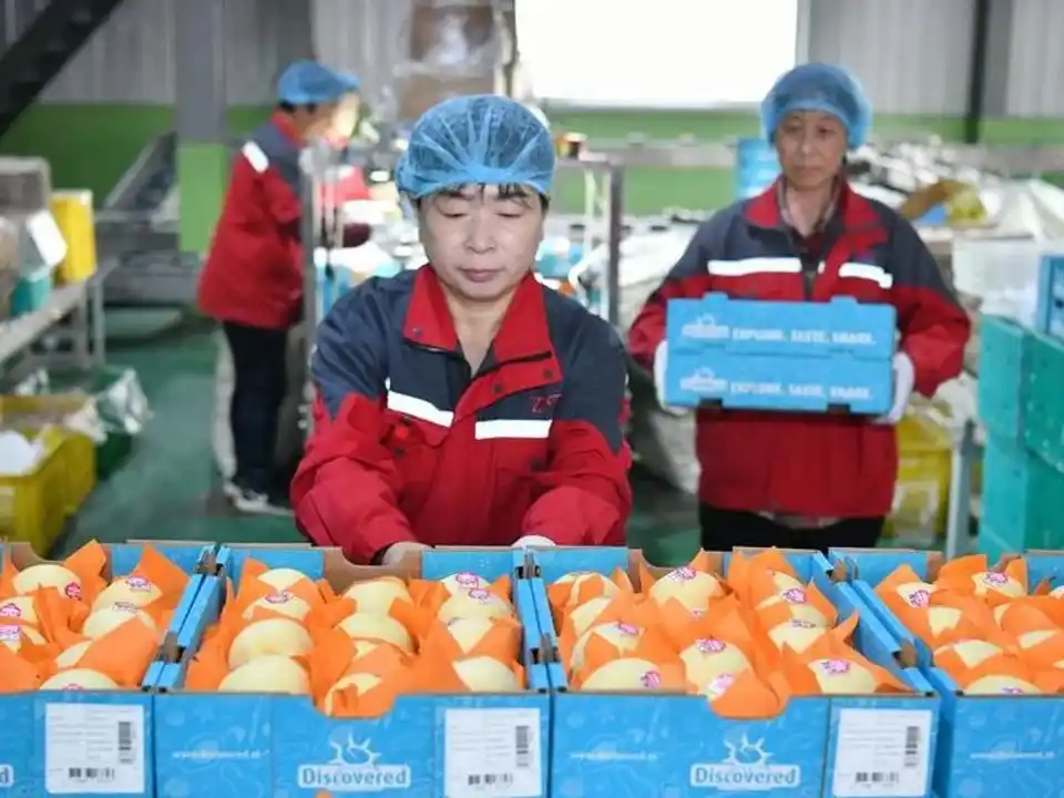 China anunció que comenzó a exportar peras a la Argentina