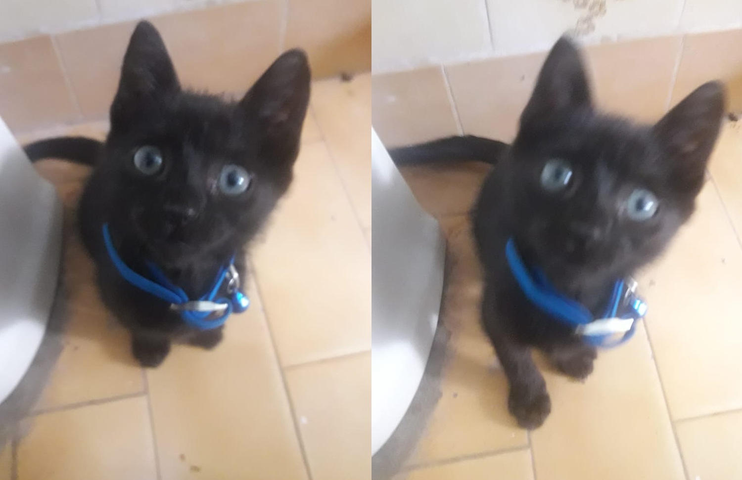 Buscan a este gatito en calle Rómulo Naón