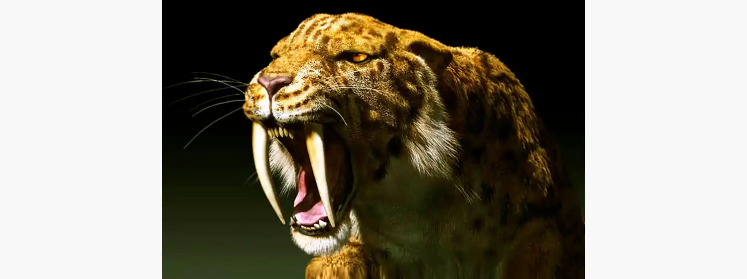 El tigre “dientes de sable” del Pleistoceno, vecino de Miramar