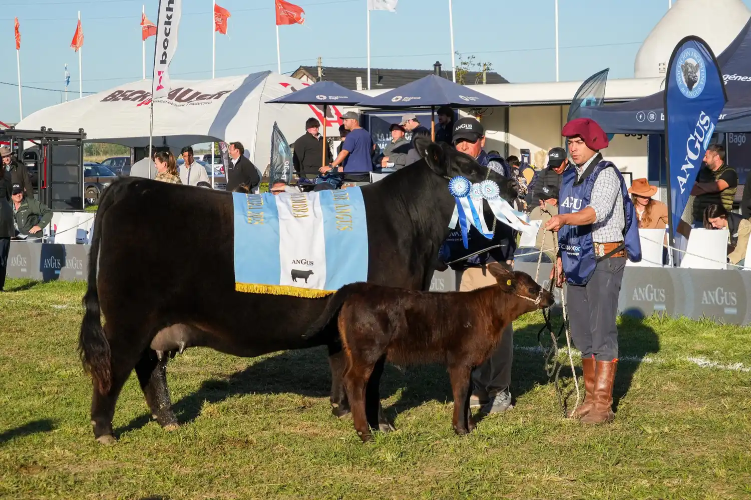 Atenea, la Gran Campeón Hembra de Arandú en la Exposición Nacional de Primavera Angus en Cañuelas