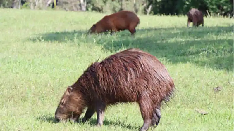 Leyenda del carpincho