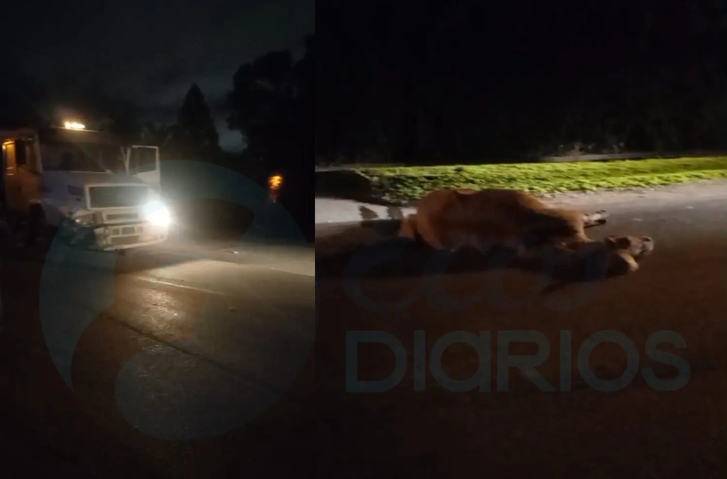 Un camión se chocó un caballo que estaba suelto en 565 y 570