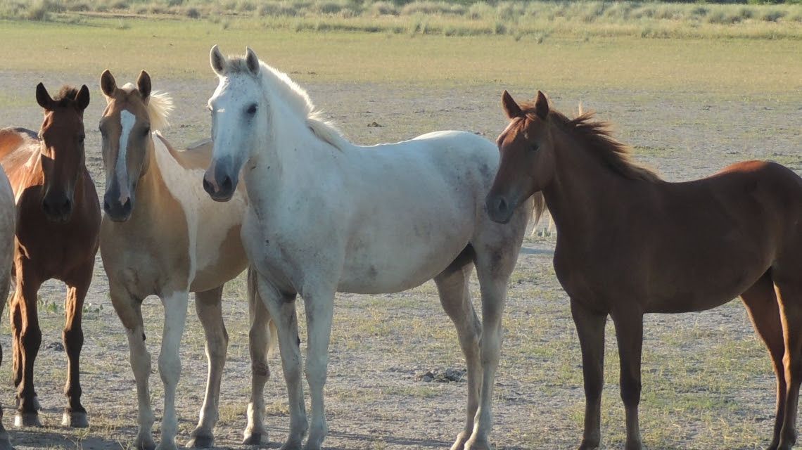La encefalomielitis equina: origen del brote, síntomas y prevención