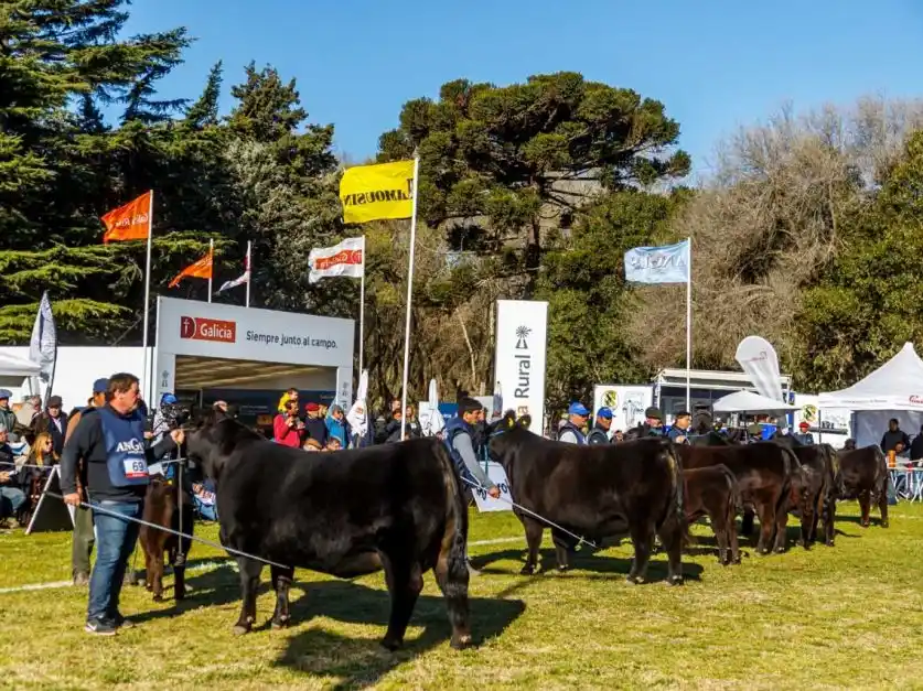 Angus festeja la primavera en Olavarría con la Expo Nacional