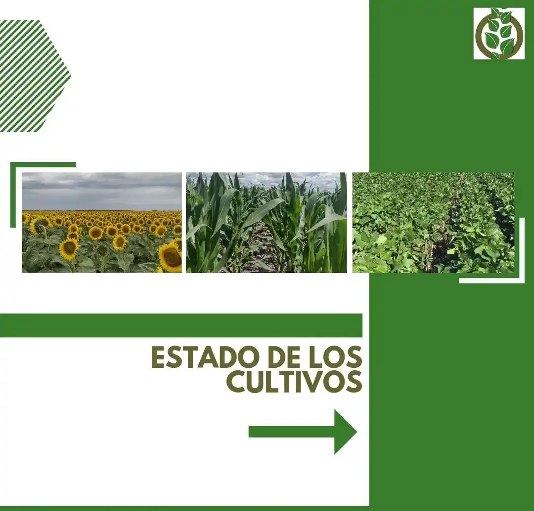 La gruesa viene de primera en la región