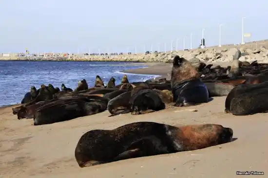 Concejales de Cambiemos buscan expulsar a los lobos marinos en Necochea