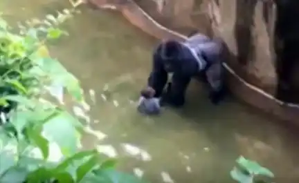 Video: Piden castigar a padres del niño por el que tuvieron que matar a un gorila