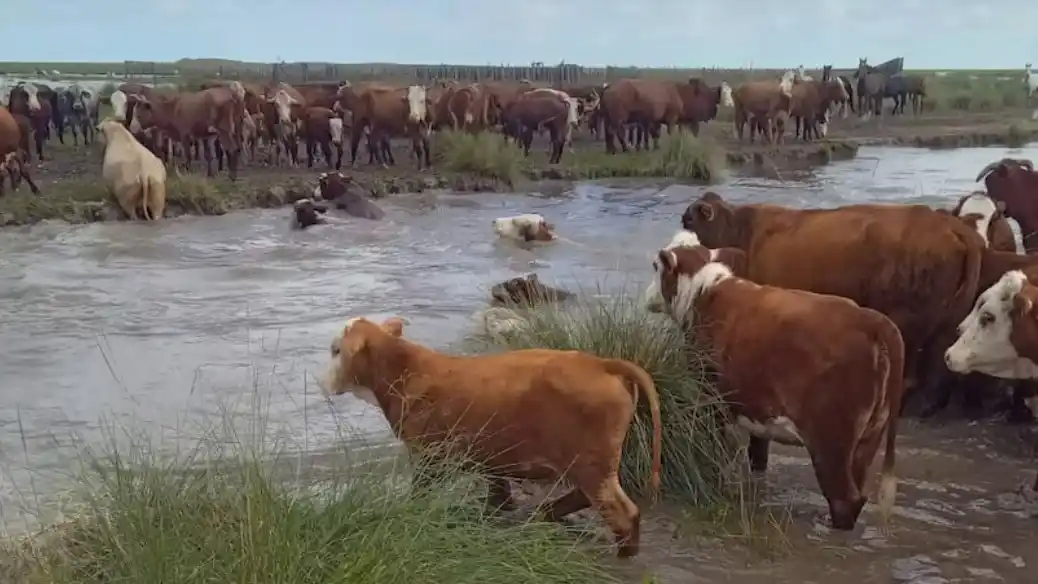 Prórroga para la vacunación antiaftosa y medidas excepcionales por las inundaciones en Santa Fe