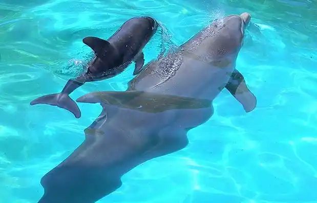 Nació un delfín en Aquarium y buscan un nombre