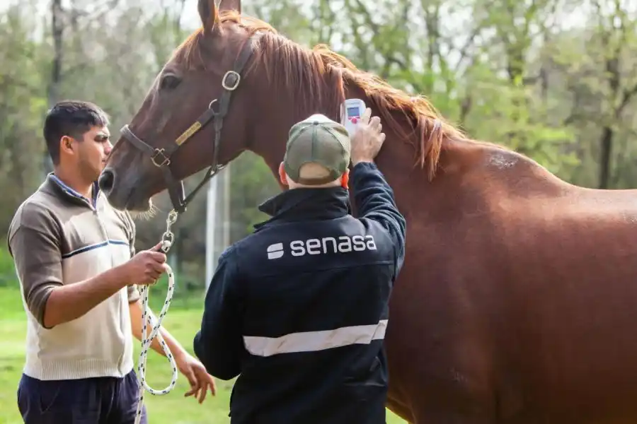 Gran preocupación por una enfermedad que ataca a los caballos en el Norte de Santa Fe: las recomendaciones